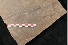 Foto (Detailansicht) von Walchia piniformis Sternbg. (NHMW-GEO-2024-0188-11124)
